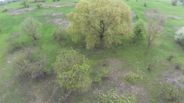 Yellow tree in windy day Aerial landscape — Stock Video
