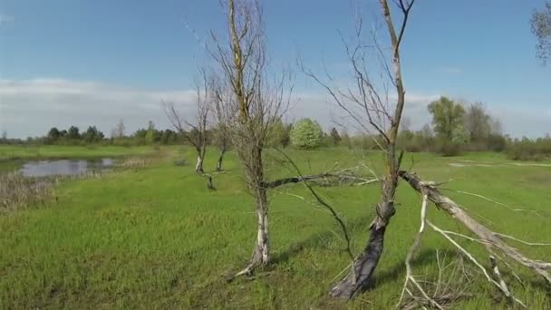 死んだ木のラウンド。空中 — ストック動画