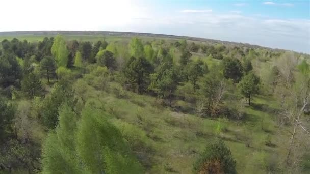 Flight over  spring meadow with wood. Aerial — Stock Video