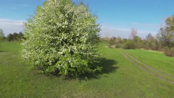 Pradera y árbol floreciente. Aérea lenta — Vídeos de Stock