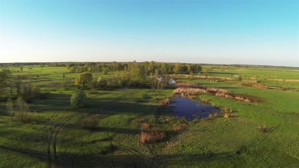 Mooie vliegen over ochtend veld en hout. Luchtfoto — Stockvideo