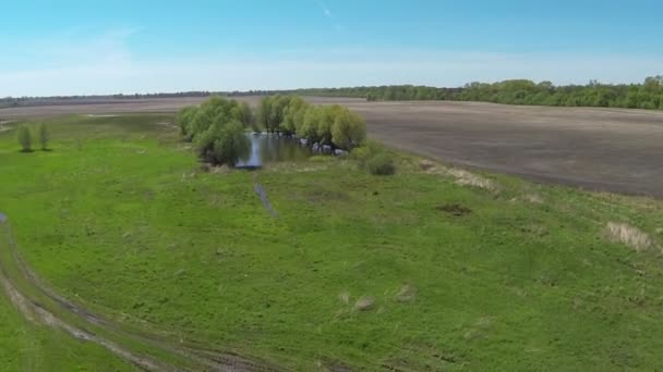 Pequeño lago en el campo. Vista aérea — Vídeos de Stock