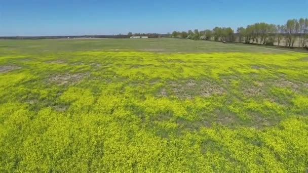 Vuelo sobre un floreciente campo amarillo. Antena — Vídeos de Stock