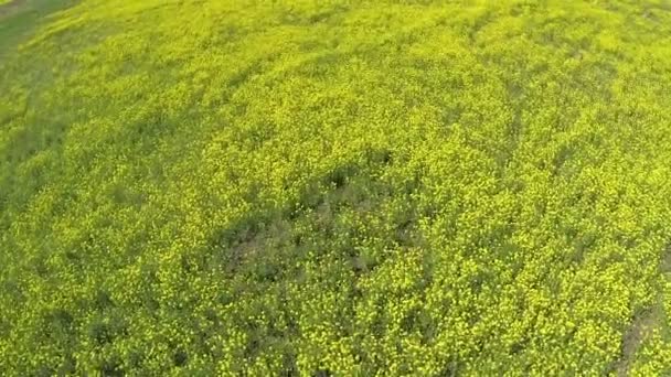 Цветущее желтое поле весной. Вид с воздуха — стоковое видео