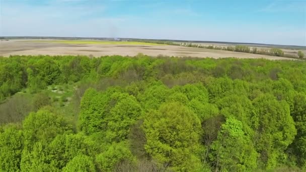 Slow flight over  green wood .Aerial — Stock Video