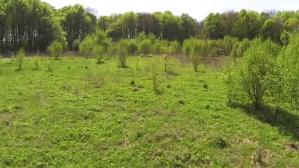 Omhoog over groen hout. Luchtfoto — Stockvideo