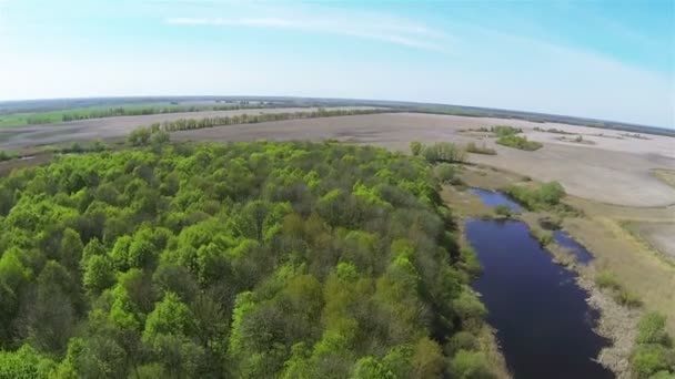 Green wood and field with river .Aerial — Stock Video