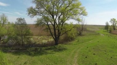 Yukarı alanında bir ağaç üzerinde. Hava