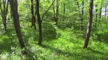Bahar parlak ahşap yavaş uçuşta. Hava