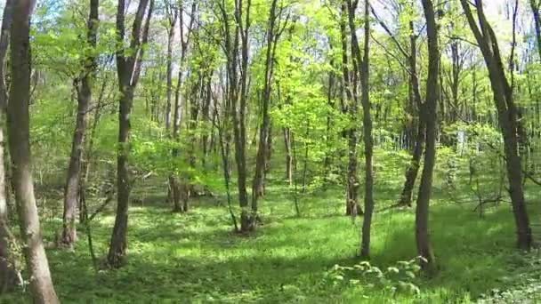 Vuelo lento en madera soleada verde joven. Antena — Vídeo de stock