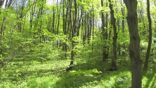 Vuelo lento y hermoso en madera de primavera. Antena — Vídeo de stock