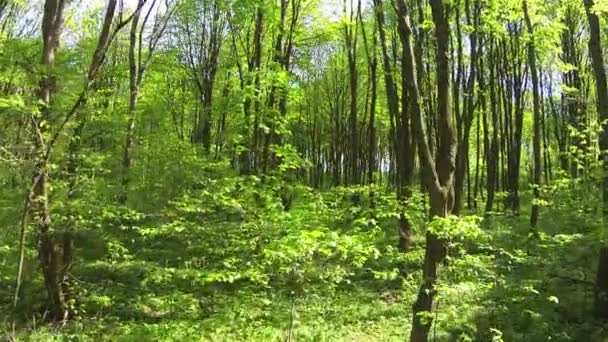 Langsamer Flug im Frühling helles Holz. Antenne — Stockvideo