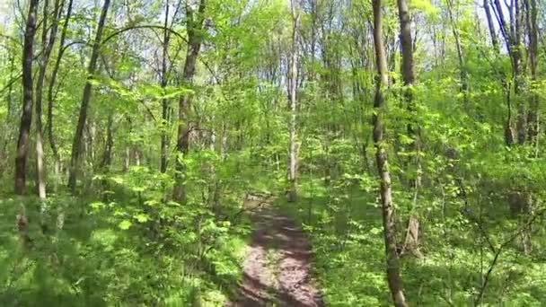 Vol lent au printemps jeune bois. Aérien — Video