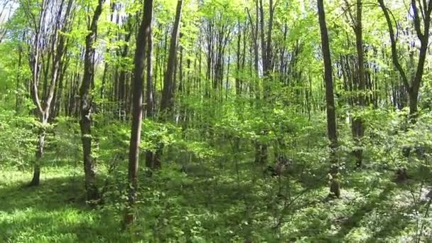 Langsamer Flug im jungen grünen Holz. Antenne — Stockvideo