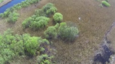 Ahşap ile manzara ve nehir ile kamışı. Hava yaz Üstten Görünüm