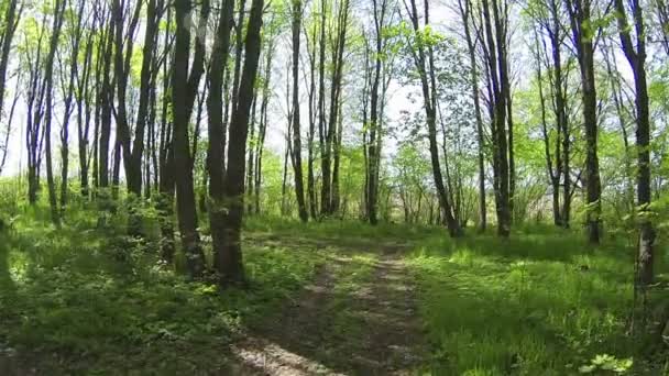 Schönes Holz. Langsamer Flug. Antenne — Stockvideo