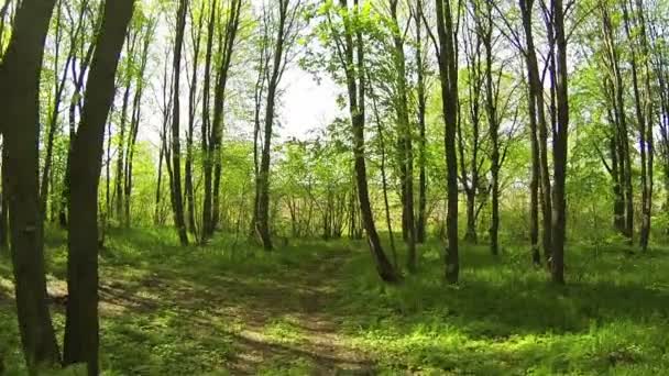 Vacker sommar trä. Långsam flygning. Aerial rörelse — Stockvideo