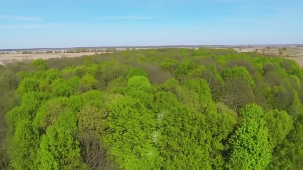 Beautiful green wood with  rural landscape. Aerial — Stock Video