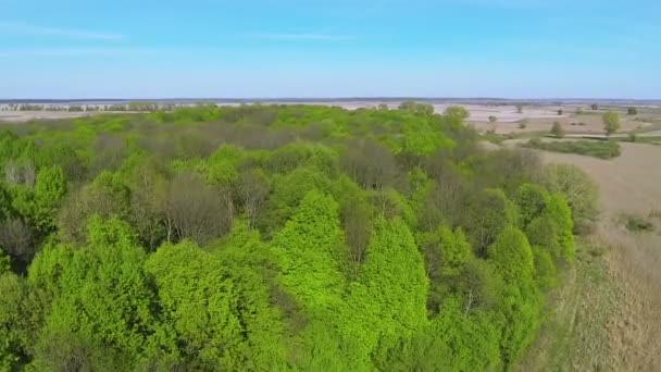 Beautiful green wood with  rural landscape. Aerial summer — Stock Video