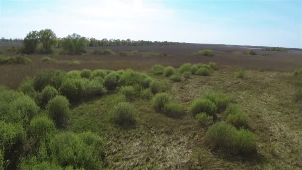 Pantano rural con bastón.Verano aéreo — Vídeo de stock