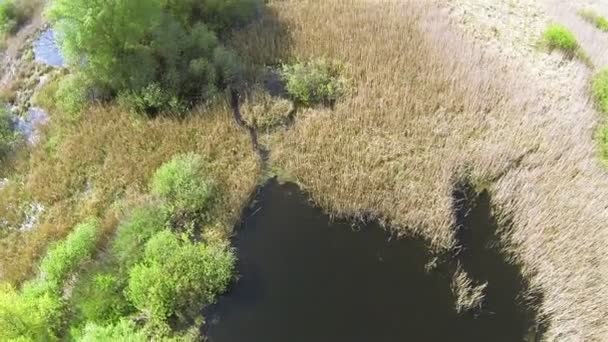 Bog with  cane and trees. Aerial  top view — Stock Video