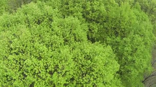 Voo sobre a madeira com coroa verde. Vista superior aérea — Vídeo de Stock