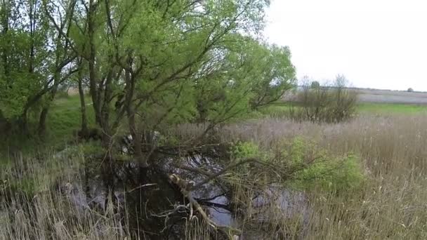 Lot się na stare drzewo, trzciny w wiejskiej okolicy. Widok anteny charakter — Wideo stockowe