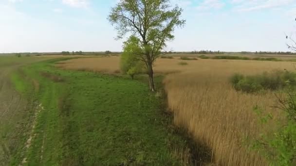 Árbol y campos. Paisaje de primavera aérea — Vídeo de stock