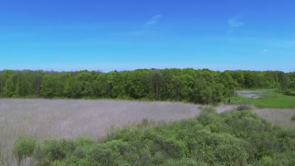 Over moeras met riet en hout. Luchtfoto lente top landschap — Stockvideo