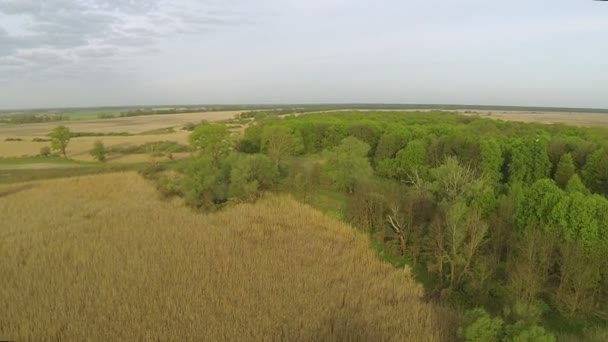 Panorama ze dřeva a louky s létající čáp. Antény — Stock video