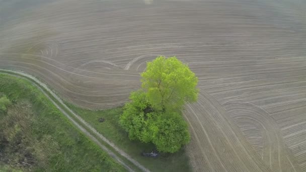 Sur champ rural ouvert et seul arbre. Aérien 
