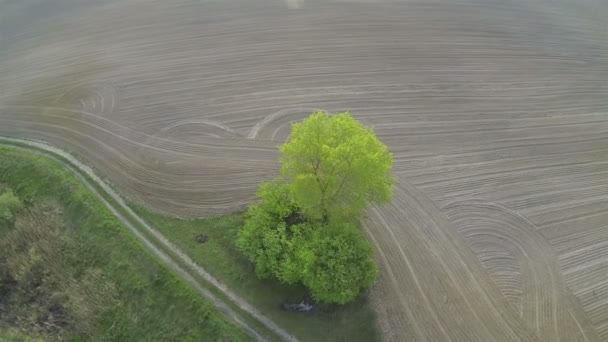 Über offenem Feld und einsamen Baum. Antenne — Stockvideo