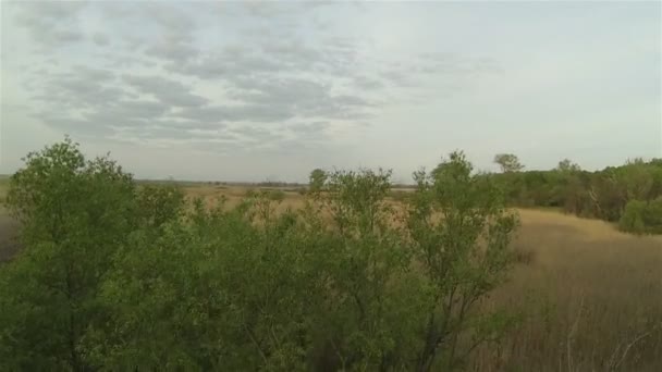 Vieil arbre dans une tourbière et une canne. Vol arrière aérien 
