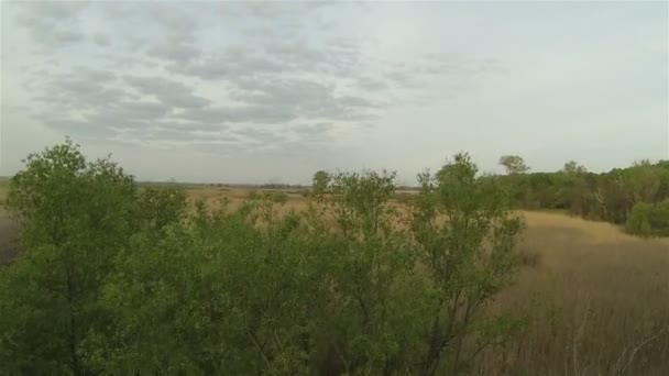 Vecchio albero in una palude e canna. Volata posteriore aerea — Video Stock