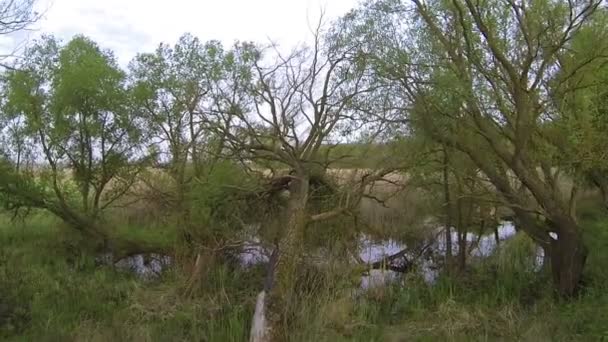 Un viejo árbol en un pantano. Antena — Vídeos de Stock