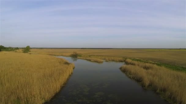 River and cane. Aerial  view — Stock Video