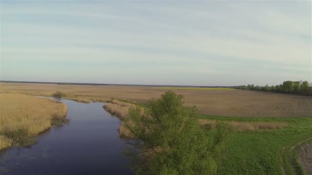 Rivière avec seul arbre et canne. Vue arrière aérienne 