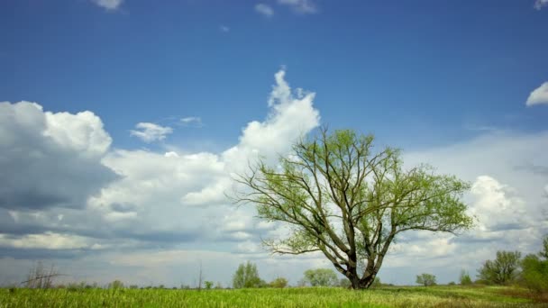 Cielo azul y árboles. Paisaje. clip de lapso de tiempo sin pájaros, salida RAW — Vídeo de stock