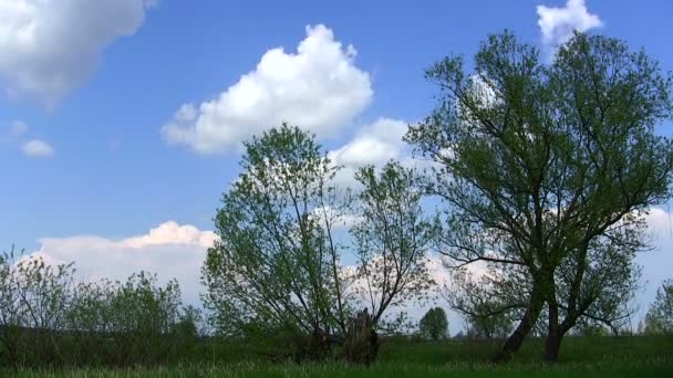 Wiosną niebo, chmury i drzewa. Upływ czasu. — Wideo stockowe