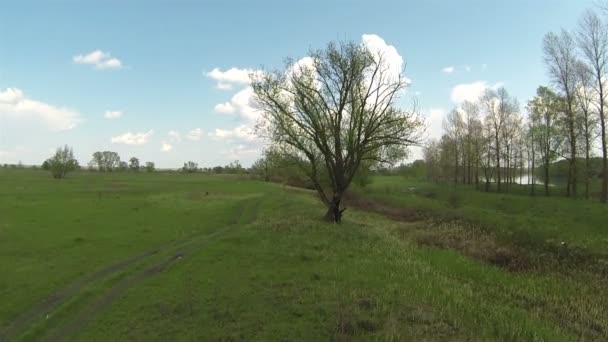 Über Baum gegen schöne Wolken und Fluss. Luftaufnahme — Stockvideo