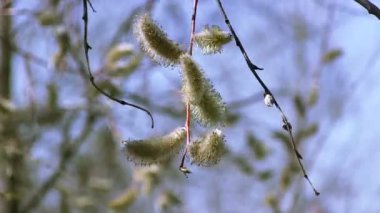 Kabarık bir ağaç tohumları bir rüzgarla sallamak. Doğanın güzelliği