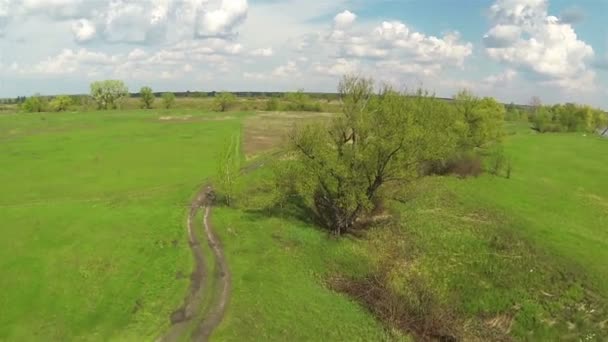 Kleine copter drone glad vlieg in hout — Stockvideo