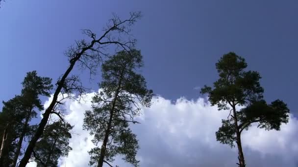 Árvores e nuvens no céu azul. Desfasamento temporal — Vídeo de Stock