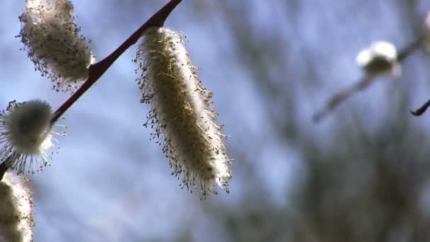 Fluffiga frön av ett träd skaka på en vind — Stockvideo