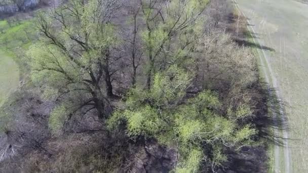 Vuelo sobre árboles en el campo. Antena — Vídeo de stock