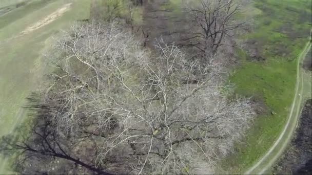 Horisontal flyvning over trær i åker. Luftfartøy – stockvideo