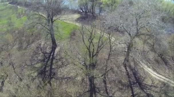 필드에 나무 위에 수평 비행입니다. 공중 — 비디오