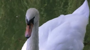 Beyaz Kuğu bir havuzda. Yakın çekim