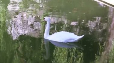 bir havuzda beyaz kuğu
