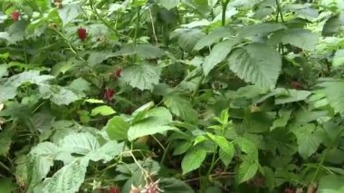 Ahududu olgunlaşmış kırmızı dut